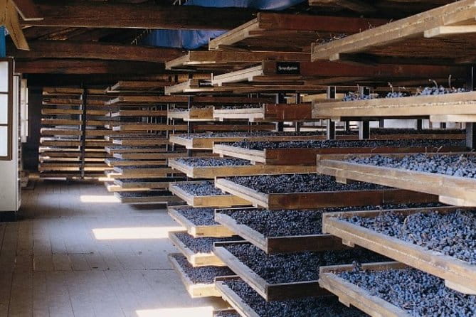 Valpolicella - The wine paradise - Entering the Heart of Valpolicella’s Winemaking