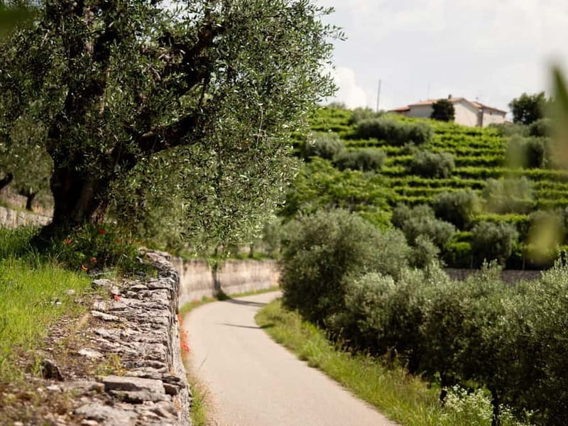 Valpolicella Wine Museum: E-bike rental with App and Tasting - Final Thoughts