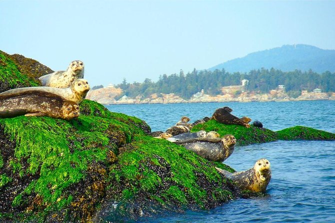 Vancouver City and Seals Scenic Boat Tour by Vancouver Water Adventures - Inclusions