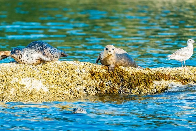 Vancouver City and Seals Scenic Boat Tour by Vancouver Water Adventures - Meeting and Pickup