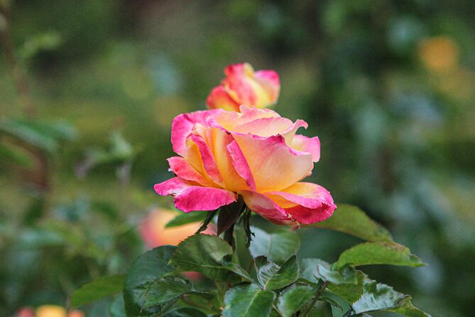 VanDusen Botanical Garden Admission Ticket - Reviews and Ratings