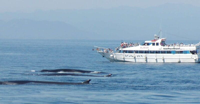 Varazze: Pelagos Sanctuary Guided Cetacean Watching Tour - Practical Tips for Your Trip