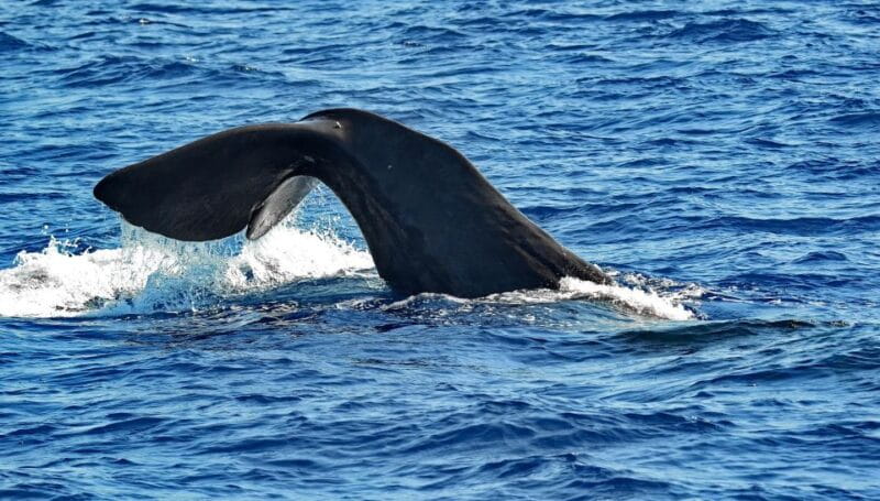 Varazze: Pelagos Sanctuary Guided Cetacean Watching Tour - FAQs