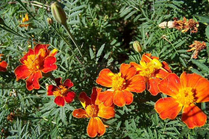 Varenna on the Como Lake, the Villa Monastero and the Patriarch's Greenway path - FAQ