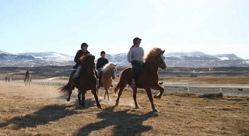 Varmahlid: 1-Hour Icelandic Horse Riding Tour - Key Points / Takeaways