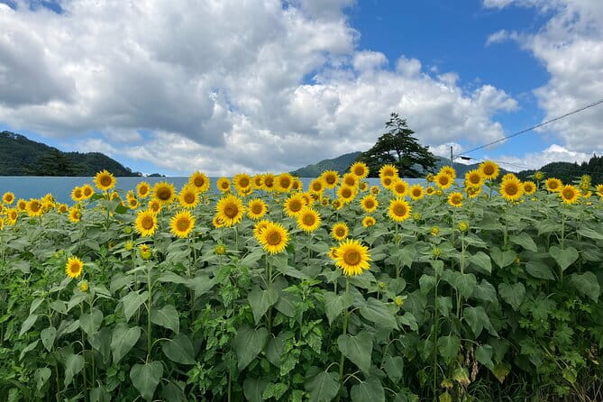 Vegetable Harvesting and Food Culture Experience in Yamada Town - What to Expect During Your Experience