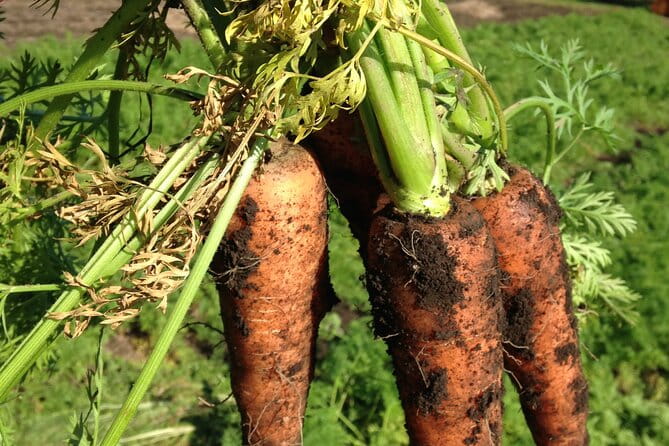 Vegetable Harvesting and Food Culture Experience in Yamada Town - Frequently Asked Questions