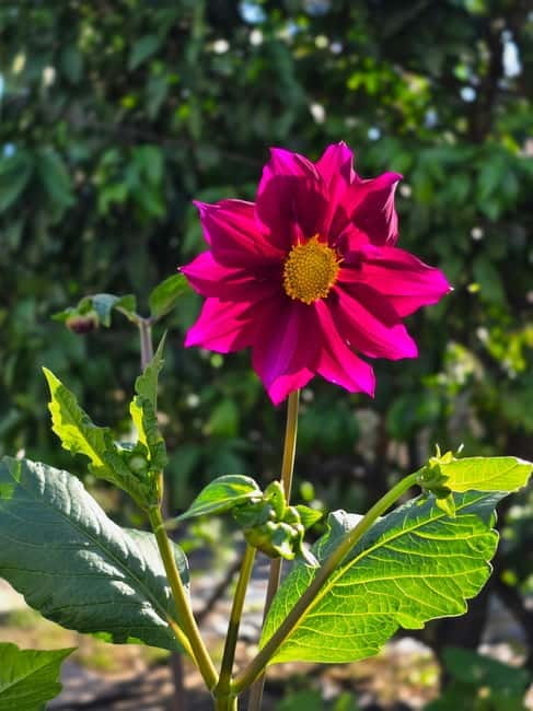 Vegetarian Albanian Food Tour in a Local Garden  Shkodër - Key Points / Takeaways