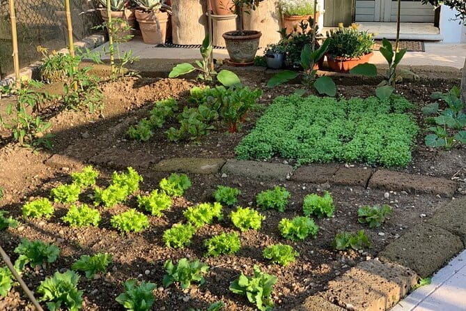 Vegetarian Dinner Cooking Class in Verona - Price and Logistics: Worth the Investment?