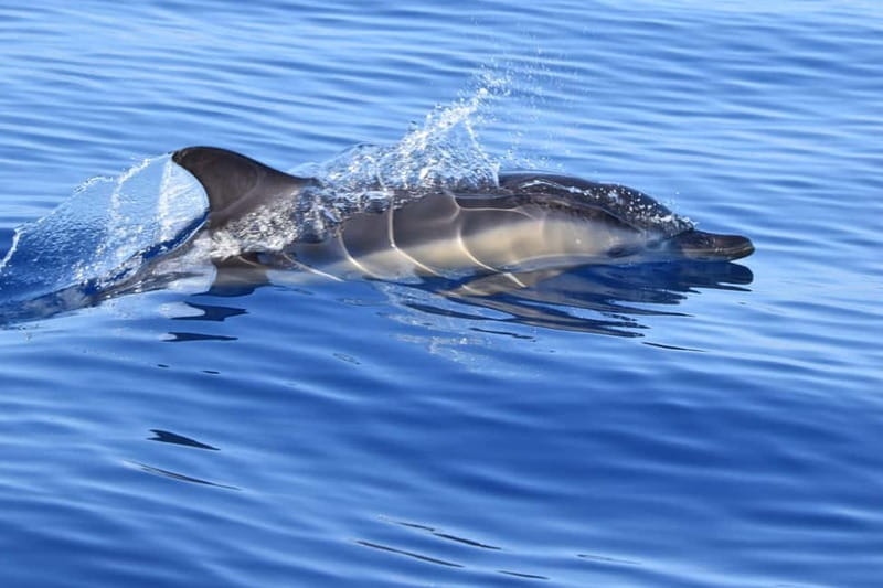 Velas: In the heart of Azores with whales and dolphins - Key Points / Takeaways