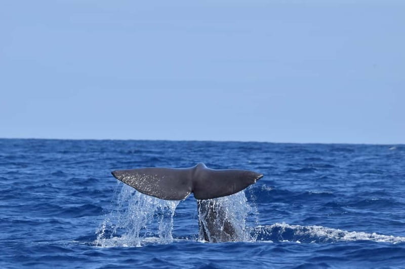 Velas: In the heart of Azores with whales and dolphins - The Itinerary Breakdown: From Marina to Marine Encounters