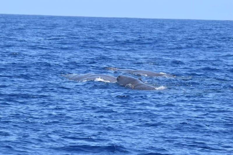 Velas: In the heart of Azores with whales and dolphins - The Value of a Marine Biologist-Led Tour