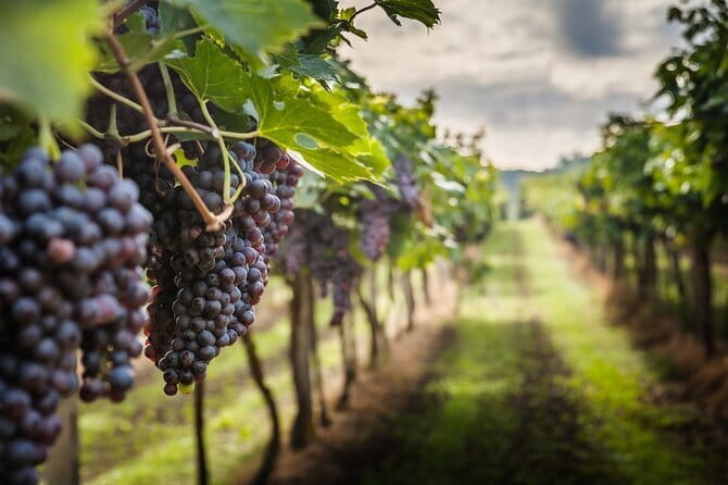 Venchi Duomo: Chocolate Tasting Experience in Florence - Who Will Love This Tour?