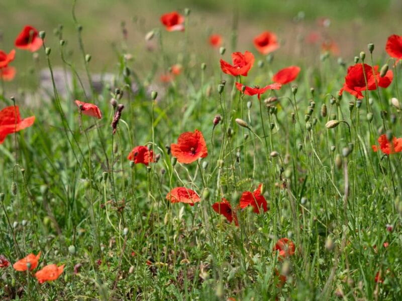 Verona hills with EVO oil tasting Self-Guided E-Bike tour - Who Is This Tour Best Suited For?