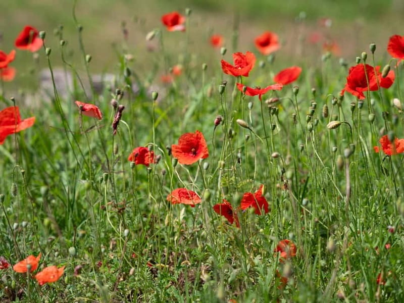 Verona hills with EVO oil tasting Self-Guided E-Bike tour - Final Thoughts: A Delightful Mix of Nature, Food, and Ease