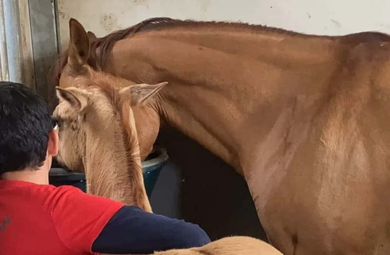 Verona: Horseback Ride Along the Adige River - What You Can Expect During the Ride