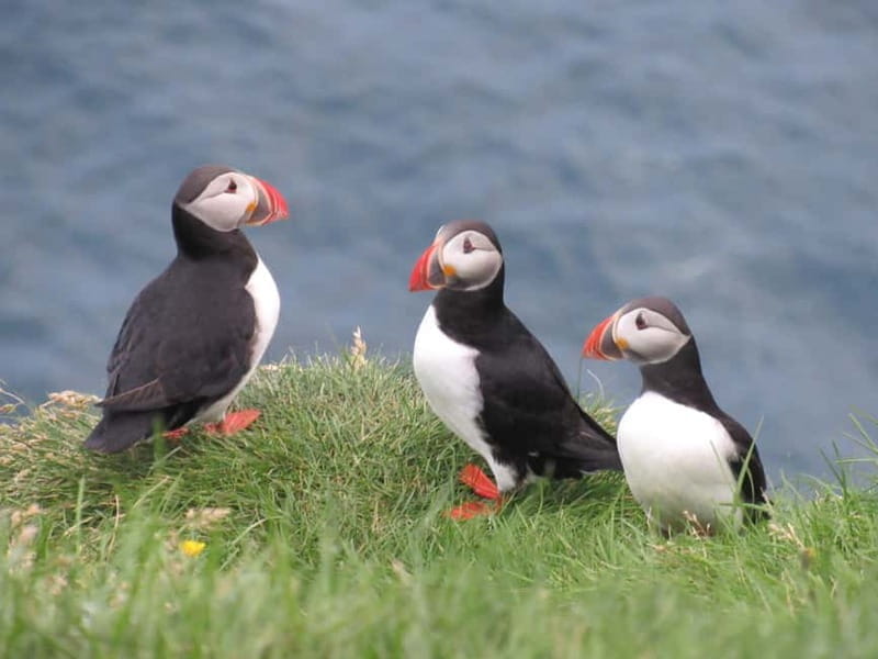 Vestmannaeyjar: Puffin, Island, and Volcano Boat Tour - Price and Logistics