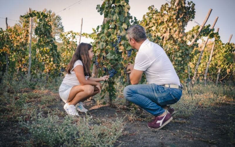 Vesuvio National Park: Wine Tasting & Tour with Light Lunch - The Winery and Cellar Tour