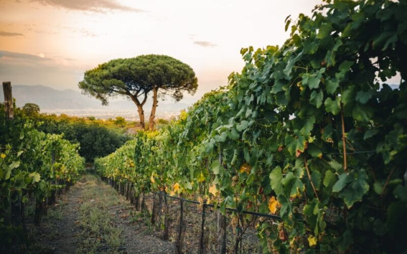 Vesuvio National Park: Wine Tasting & Tour with Light Lunch - Who Will Love This Tour?