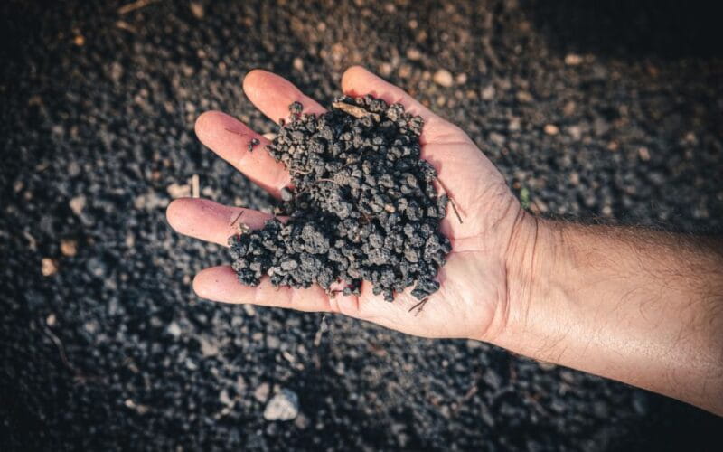 Vesuvio National Park: Wine Tasting & Tour with Light Lunch - Accessibility and Logistics