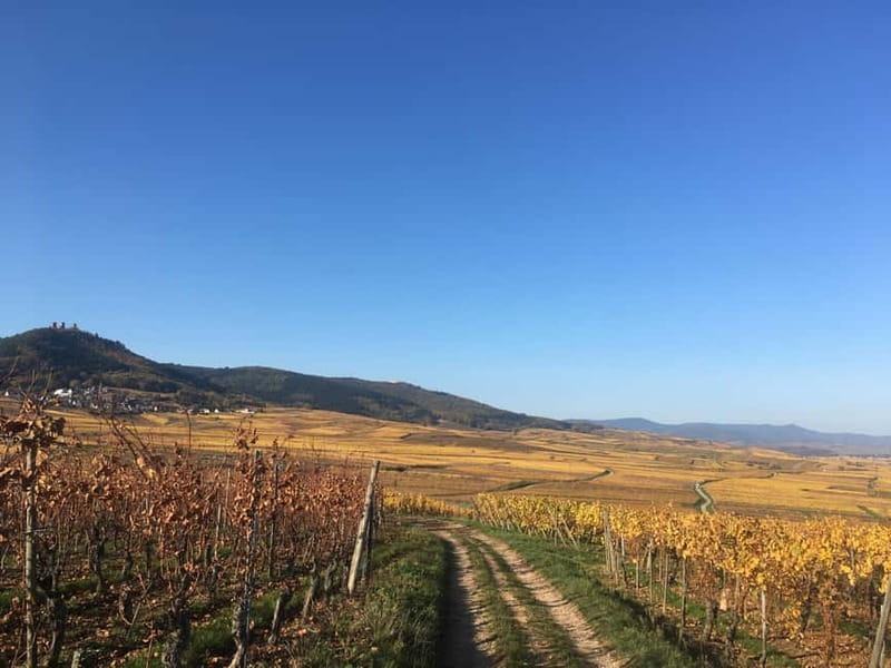 Vgtlinshoffen: Alsace Wine Tasting - The Unique Charm of the Setting and Wine Selection