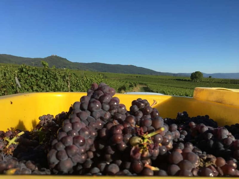 Vgtlinshoffen: Alsace Wine Tasting - Final Thoughts: Is This the Right Experience for You?