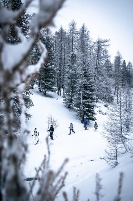 Vialattea: Snowshoeing in the Snowy Forest - Who Will Love This Experience?