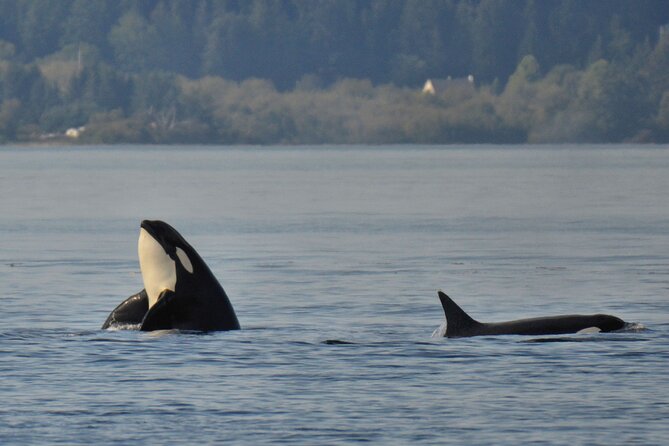 Victoria Whale Watching Tour on a Covered Vessel - Departure Times and Schedules