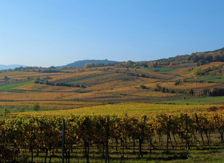 Vienna: Full-Day Vienna Woods Wine Tasting Tour - Exclusions and Considerations