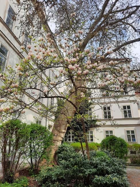 Vienna: Hidden courtyards Guided walking tour - The Sum Up