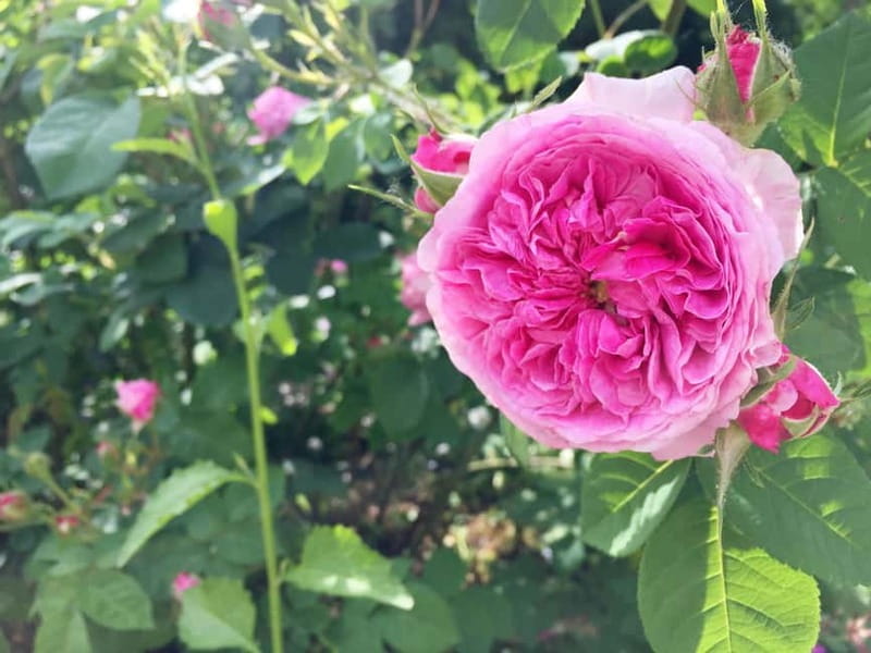 Vienna: Klimt Villa (Gustav Klimt Atelier & Museum) Ticket - Practicalities and Tips for Visiting