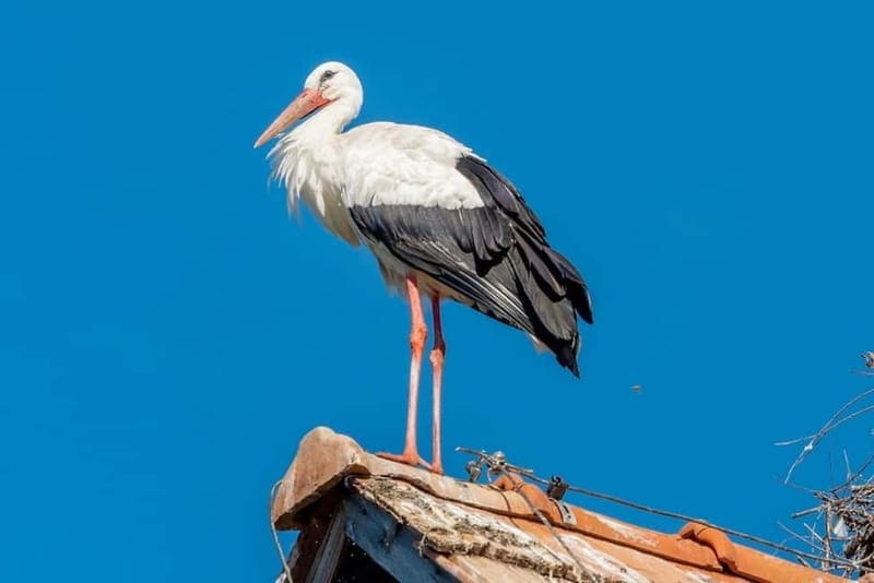 Vienna: Private Day Trip to Schneeberg & Lake Neusiedl - Who Will Love This Tour?