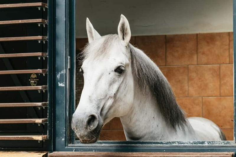 Vienna: Spanish Riding School Guided Architectural Tour - Climbing the Roof and Finding the Hidden Window