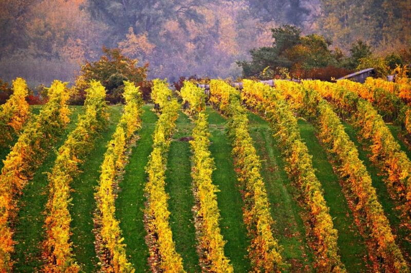 Vienna: Surroundings Sip & Savor Tour - Final Thoughts: Is This Tour Worth It?