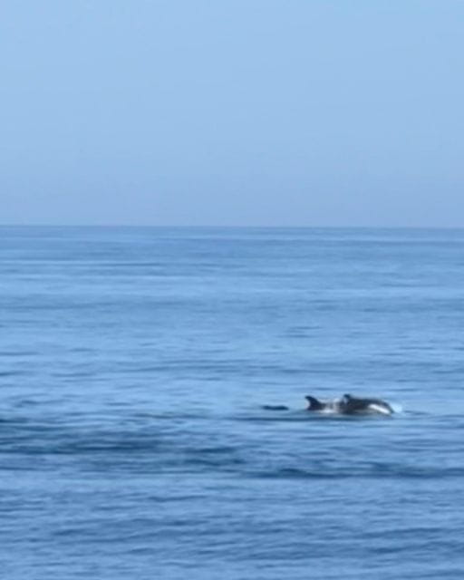 Vilamoura: Private Luxury Yacht Charter With Crew - Dining and Dining Experiences