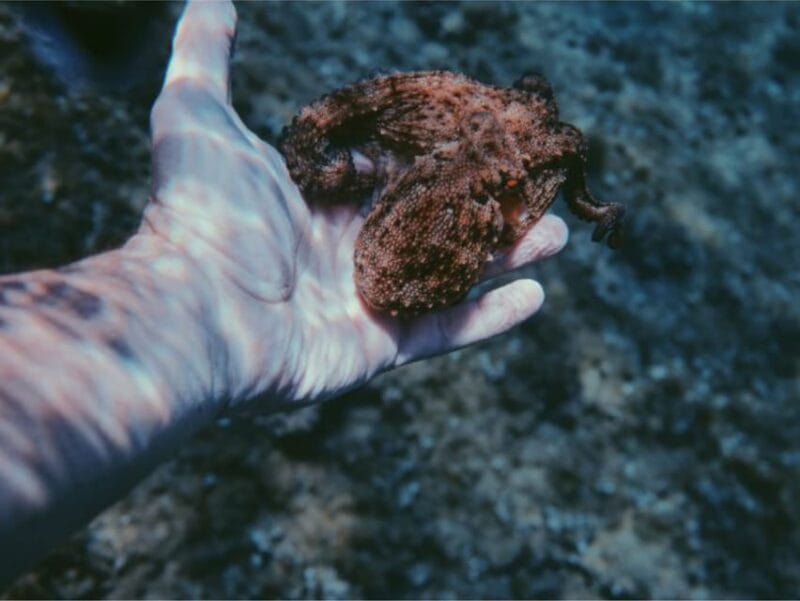 Villajoyosa: Excursión guiada en kayak con snorkel - The Sum Up