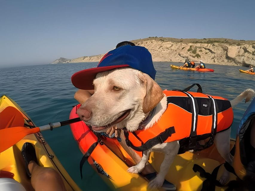 Villajoyosa: Kayaking With the Mans Best Friend, Your Dog - Key Points