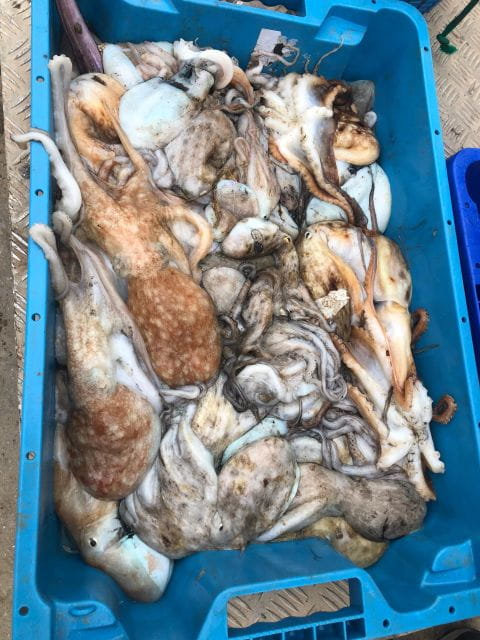 Villajoyosa: Seafood Route and Fish Auction. - Whats Included in the Tour