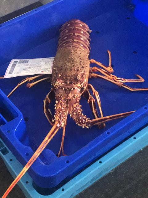 Villajoyosa: Seafood Route and Fish Auction. - How to Get There