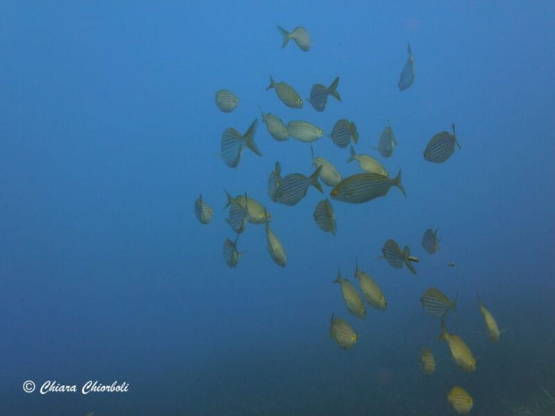 Villasimius: Capo Carbonara Boat and Snorkeling Tour - FAQ