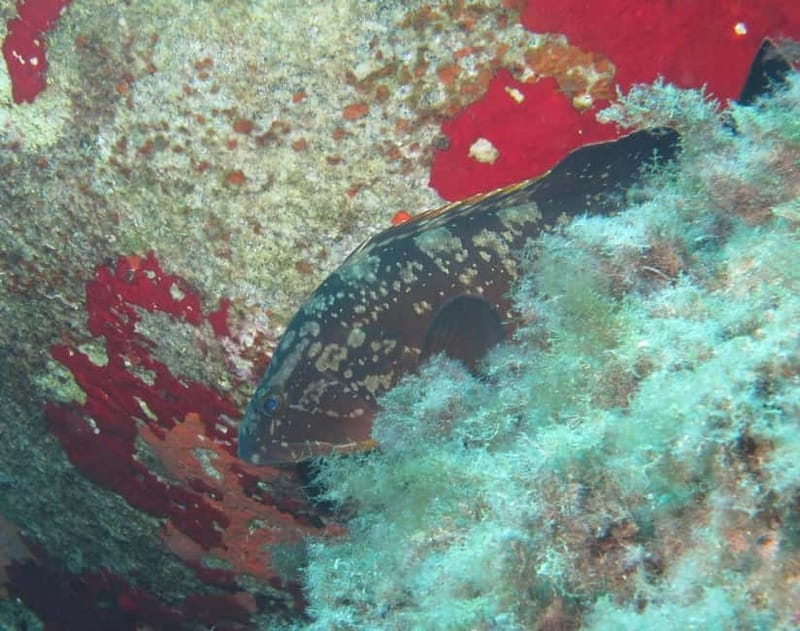 Villasimius: Capo Carbonara First Time Dive with Instructor - Transfer to Capo Carbonara Park