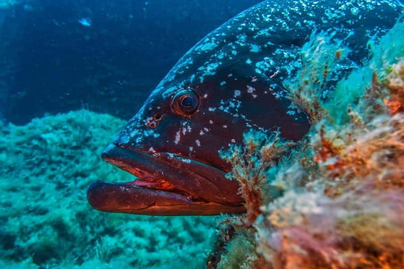 Villasimius: Capo Carbonara Marvellous Guided Dive - Villasimius: Capo Carbonara Marvellous Guided Dive — A Deep Look at Sardinia’s Underwater Treasure