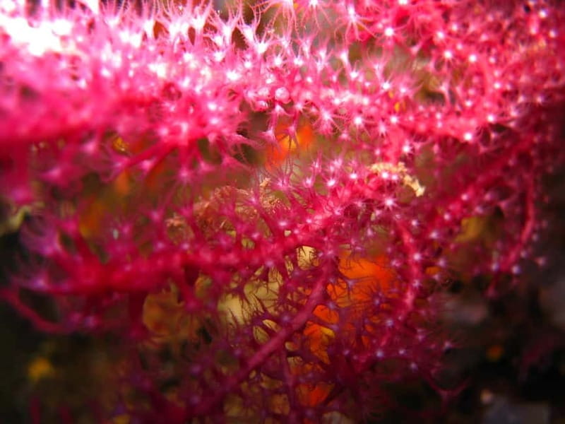 Villasimius: Capo Carbonara Marvellous Guided Dive - Key Points / Takeaways