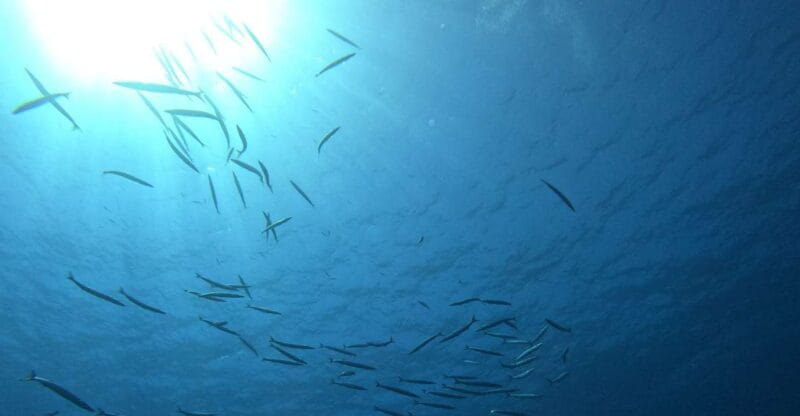 Villasimius: Snorkeling Tour in Capo Carbonara - Key Points / Takeaways