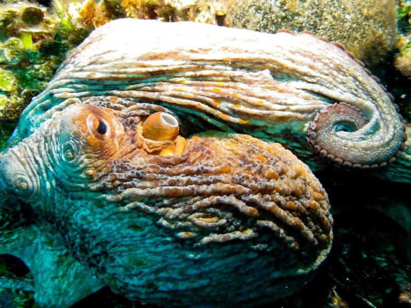 Villefranche-sur-Mer / Nice: snorkeling in privacy on a private boat - FAQ