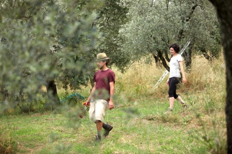 Vinci: Homemade Dinner and Oil Tasting Tour in a Tuscan Farm - Who Will Love This Experience?