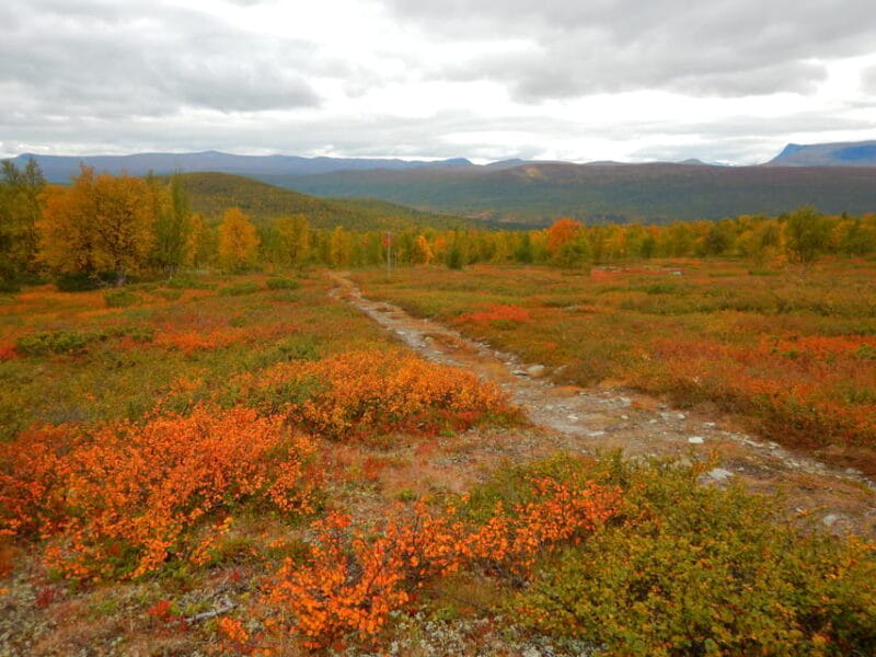 Vindelfjäll nature reserve: A walk through reindeer country - Who Will Love This Tour?