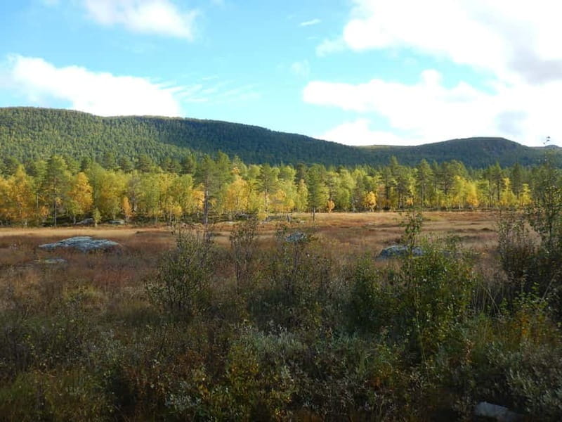 Vindelfjäll nature reserve: A walk through reindeer country - The Sum Up