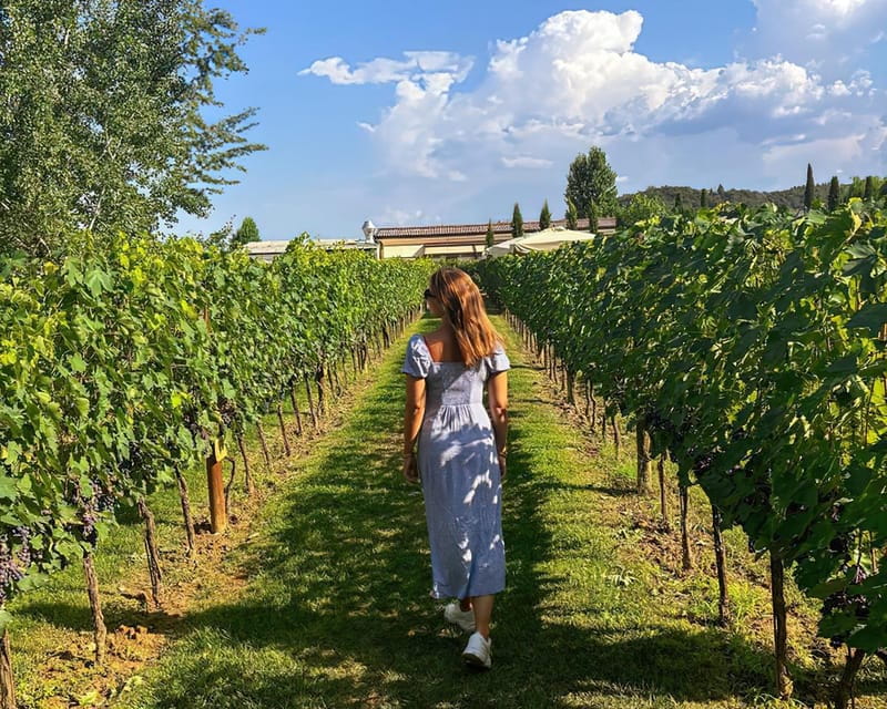 Vineyard Escape, Walk, Lunch and Wine Tasting - Discovering Tuscanys Charm: The Experience in Detail