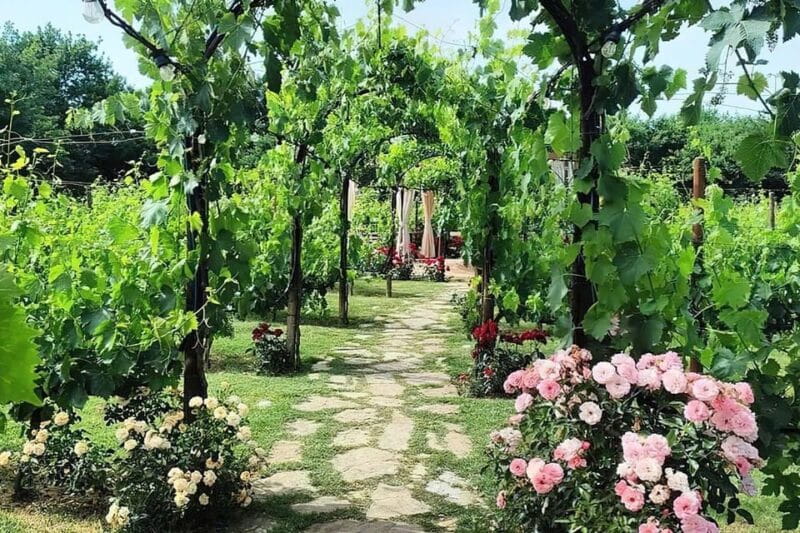 Vineyard Escape, Walk, Lunch and Wine Tasting - Final Thoughts